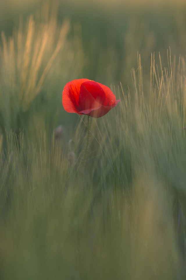 quaritsch-photography-rfNYWMItBdk-unsplash